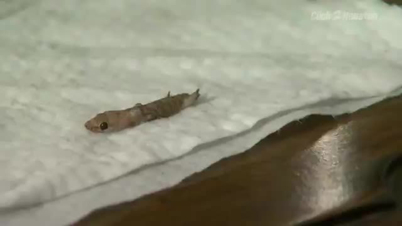 Baby with lizard in mouth surprises mother